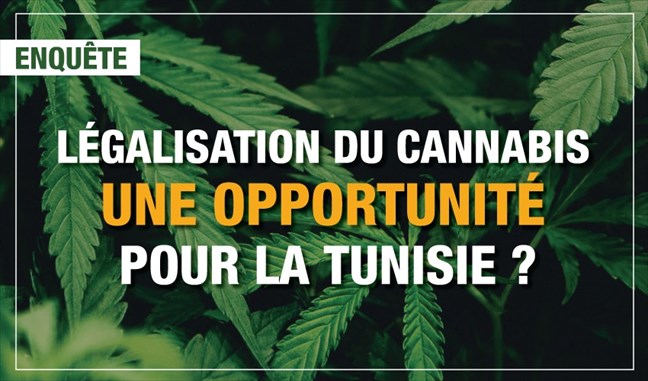 Legalisation Du Cannabis Une Opportunite Pour La Tunisie